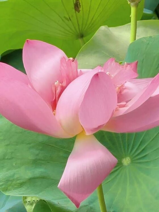 Enjoy the vibrant summer in Hengqin with the “Lotus Color and Fragrance” Festival!