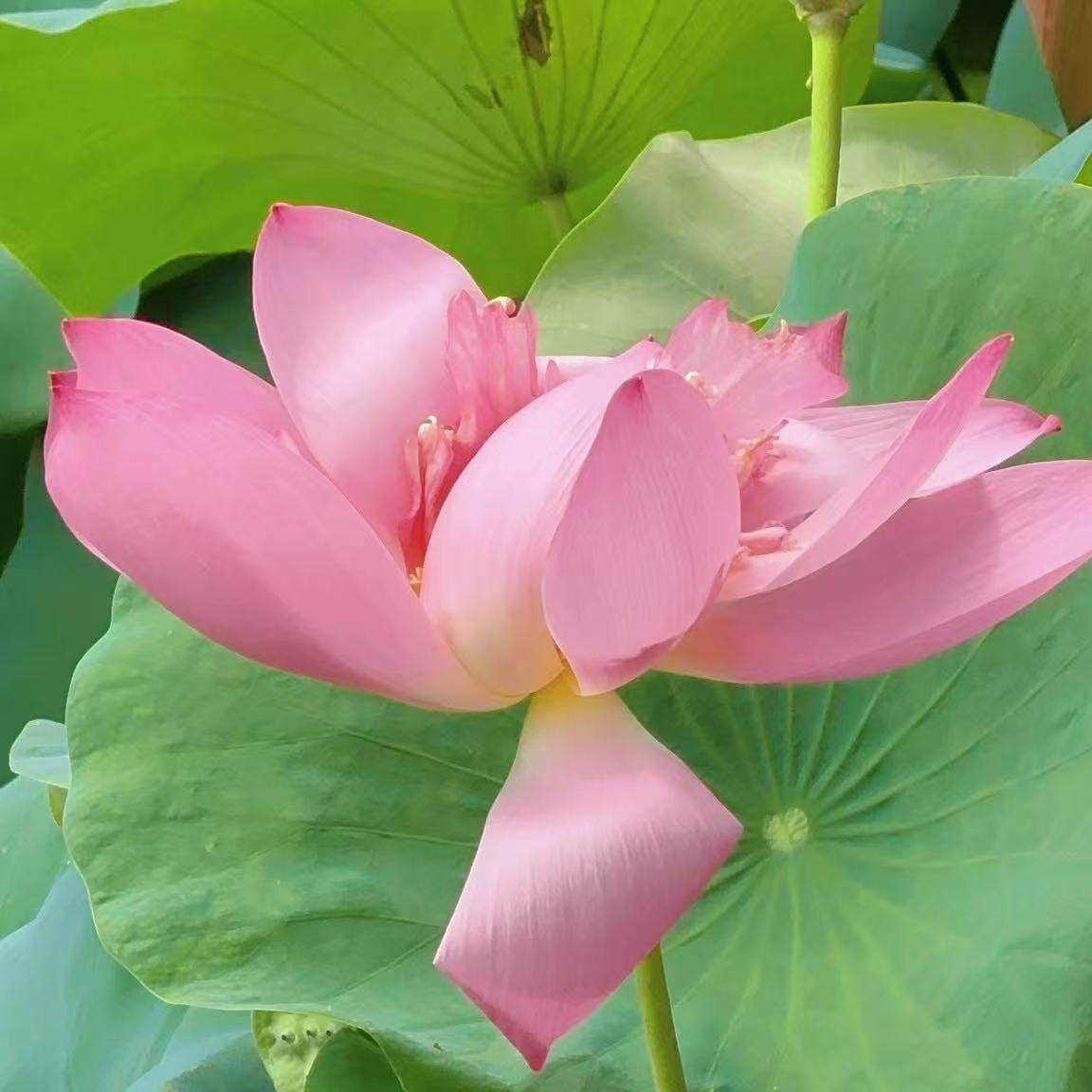 享受“荷”色生香,暢遊橫琴之夏!